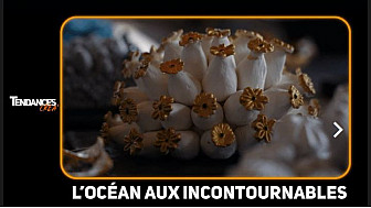 TV Locale  Nantes - L’océan aux Incontournables